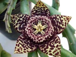 Orbea Variegata   5 Seeds   South African Succulent  