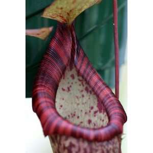  Nepenthes spectabilis x ventricosa