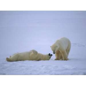  A Polar Bear Lies Down for a Rest While His Companion 