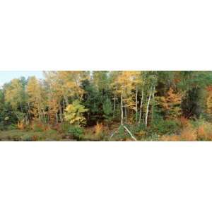  Trees in a Forest, Vilas County, Lac du Flambeau 