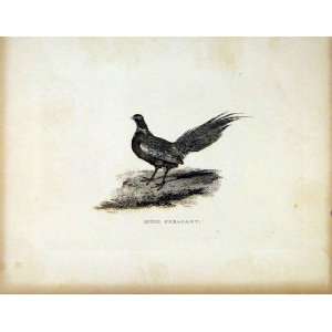  Mule Pheasant Antique Print C1843 Birds Animals