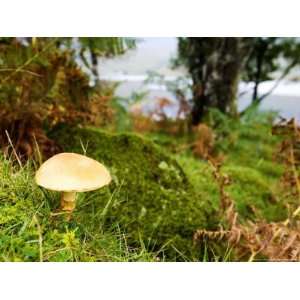  Wood Mushroom, Isle of Mull, Scotland Premium Photographic 
