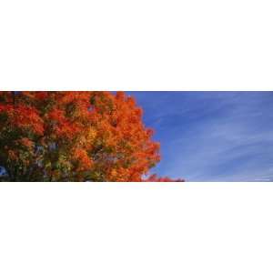 Trees with Red Leaves, Rocklin, Placer County, California 