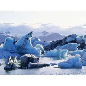  Icebergs Calved from Breidamerkurjokull Glacier Floating 