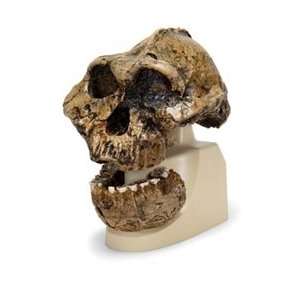  Anthropological Skull Model   KNM ER 406, Omo L. 7a 125 