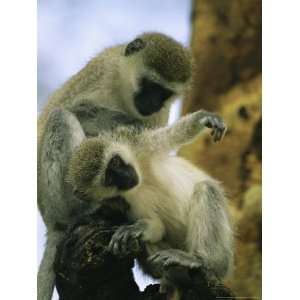  A Pair of Vervet Monkeys Grooming National Geographic 