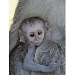  Infant Vervet Monkey (Chlorocebus Aethiops), Kruger 