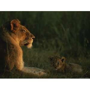  African Lioness and her Cub at Rest in the Late Day Sun 