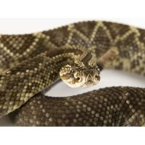  A Venezuelan/Colombian Rattlesnake, Crotalus Durissus 