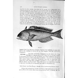   NATURAL HISTORY 1896 TILE FISH SPINEY FINNED OLD PRINT