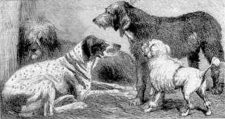 DOGS Many Prize Breeds.SPANIEL.POODLE.Etc 1861  