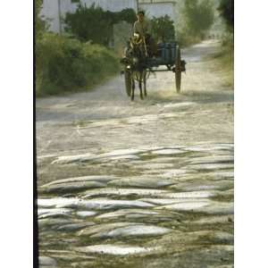  Mule Drawn Cart Travelling Along the Ancient Appian Way 