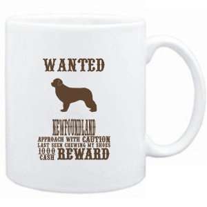   Wanted Newfoundland   $1000 Cash Reward  Dogs