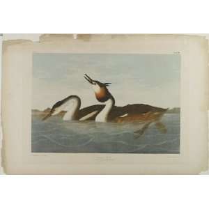   John James Audubon   24 x 16 inches   Crested Grebe