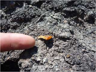 Some photos of our last amber excavations in the American Midwest June 