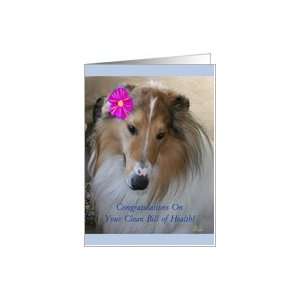 Good Health, Congratulations, Humor, Beautiful Collie Dog with Flower 