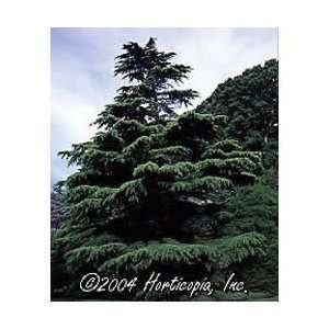  Cedar   Deodar Tree Patio, Lawn & Garden