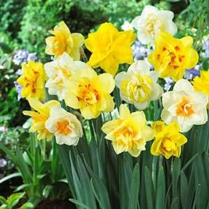  Double Daffodil Bulbs Mix Patio, Lawn & Garden