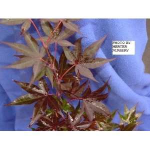  Whitney Red Japanese Maple   1 Year Graft Patio, Lawn 