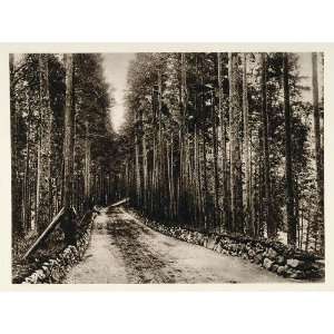  1924 Punkaharju Forest Woods Trees Road Finland Suomi 