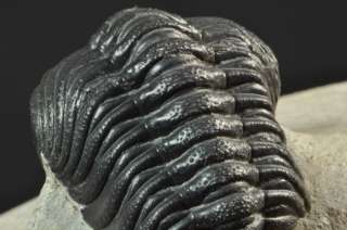 E763  NICE 3D DEVONIAN TRILOBITE   Phacops rana  