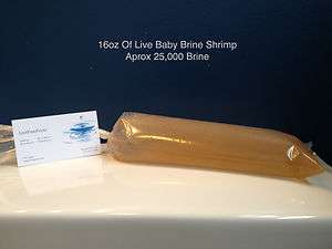   To Order Live Baby Brine Shrimp 16oz Appox 25,000 brine~~~  