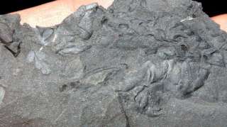 Arthropleura   legs  RARE  Carboniferous Myriapod  