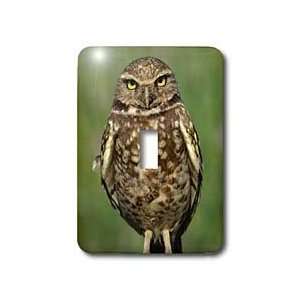 Jackie Popp Nature N Wildlife birds   Saw Wheat Owl   Light Switch 
