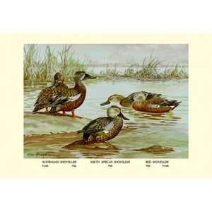  Three Types of Shoveller Ducks   12x18 Gallery Wrapped 