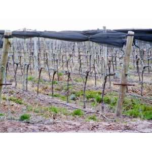 Soil and Vines with Netting, Bodega Nqn Winery, Vinedos De La 