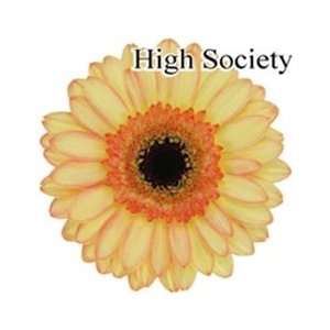   High Society Mini Gerbera Daisies   140 Stems Arts, Crafts & Sewing