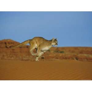  A Mountain Lion Runs Across an Arid Landscape Stretched 