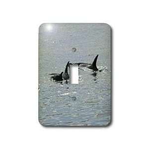   Azores Islands, Portugal   Light Switch Covers   single toggle switch
