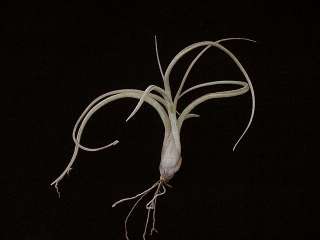 Airplant/Tillandsia ariza juliae x pruinosa  