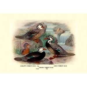 Garlepps, James and Turners Torrent Ducks   20x30 Gallery 