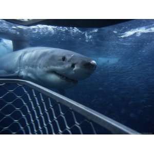 Great White Shark, with Cage, South Australia Photos To Go Collection 