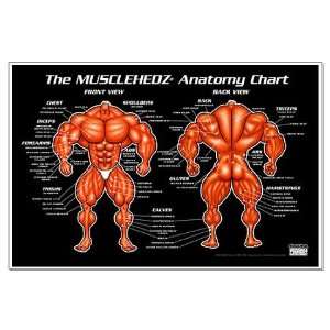  MUSCLEHEDZ Anatomy Chart   Anatomy chart Large Poster by 