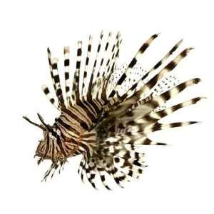  Red Lionfish   Pterois Volitans   Peel and Stick Wall 