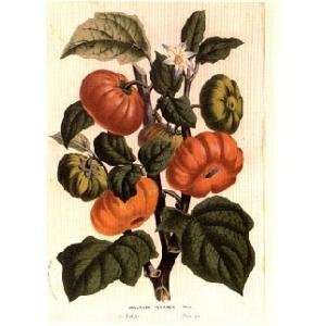  Solanum Texanum Poster Print