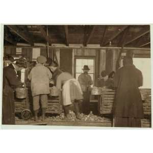   Little Nettie,Alabama Canning Co.,Bayou La Batre, AL