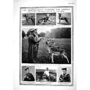  1916 Richmond Park Deer Pigeons War Animals Monti Dog British 