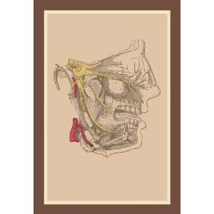  Exclusive By Buyenlarge Cranial Nerves 12x18 Giclee on 