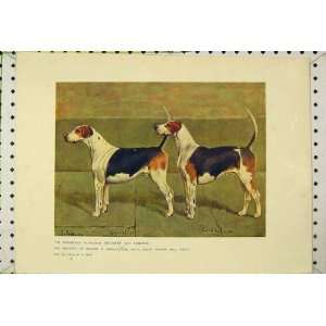 Puckeridge Foxhounds Colonist Cardinal Dogs C1850