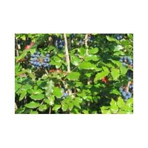  Oregon Grape Root Capsules