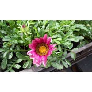  Gazania Daisy 1 Gallon Pot Live Plant Brilliant Colors 