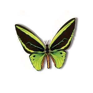  Green Birdwing Moving Butterfly
