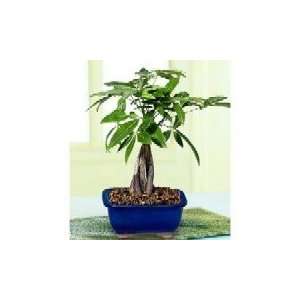 2CHIXGIFTS 5 BRAIDED MONEY TREE  Grocery & Gourmet Food