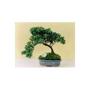 2CHIXGIFTS JUNIPER BONSAI TREE WITH GOLF BALL  Grocery 