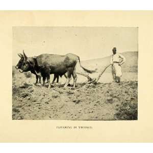  1898 Halftone Print Plow Cattle Farmer Agriculture Thessaly Greece 