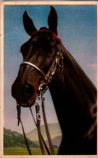 Postcard 920302 Horse Black Bridle Red Browband  